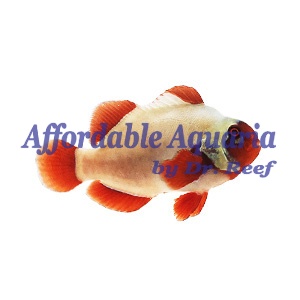 Maroon Gold Nugget Clownfish