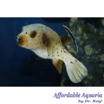 Dogface Puffer