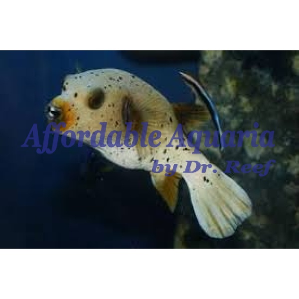 Dogface Puffer - Image 1