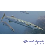 Great Barracuda EXPERT ONLY