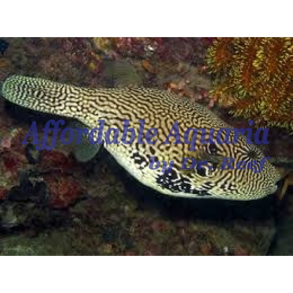 Mappa Puffer - Image 1