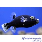 Midnight Dogface (Dalmation) Puffer