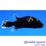 Midnight Dogface Puffer