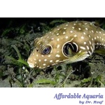 Stars & Stripes Puffer