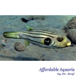 Striped Dogface Puffer