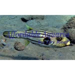 Striped Dogface Puffer