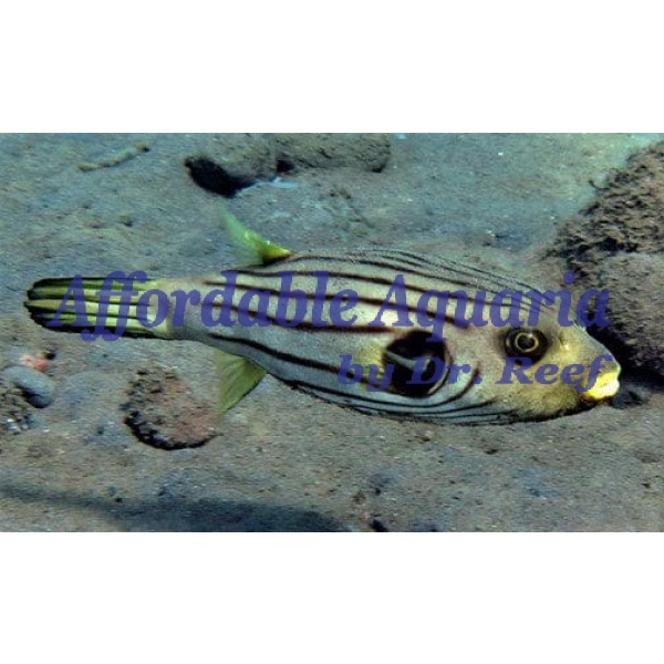 Striped Dogface Puffer - Image 1