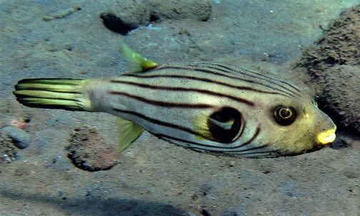 Striped Dogface Puffer