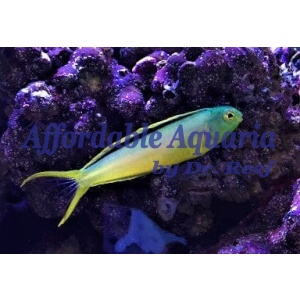 Canary Blenny Green