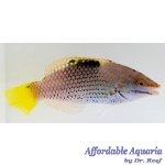 Checkerboard Wrasse