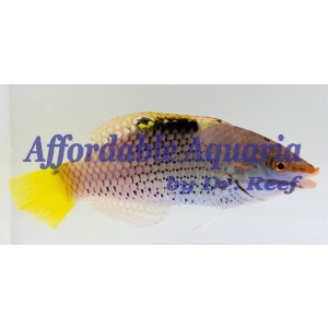 Checkerboard Wrasse