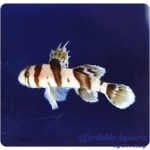 Circus Goby