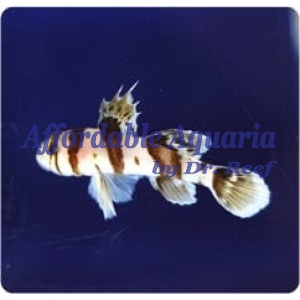 Circus Goby