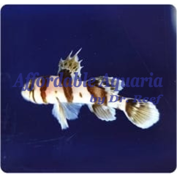 Circus Goby - Image 1