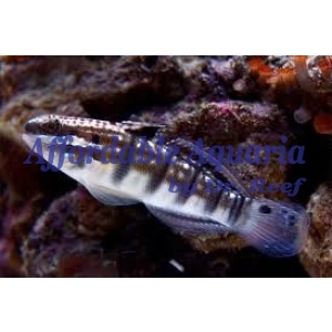 Dragon Goby