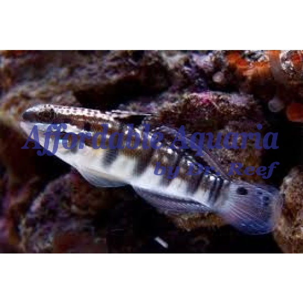 Dragon Goby - Image 1