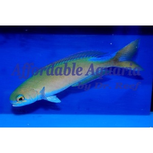 Flashing Tilefish