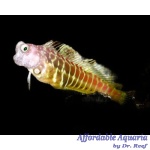 Golden Tiger Blenny