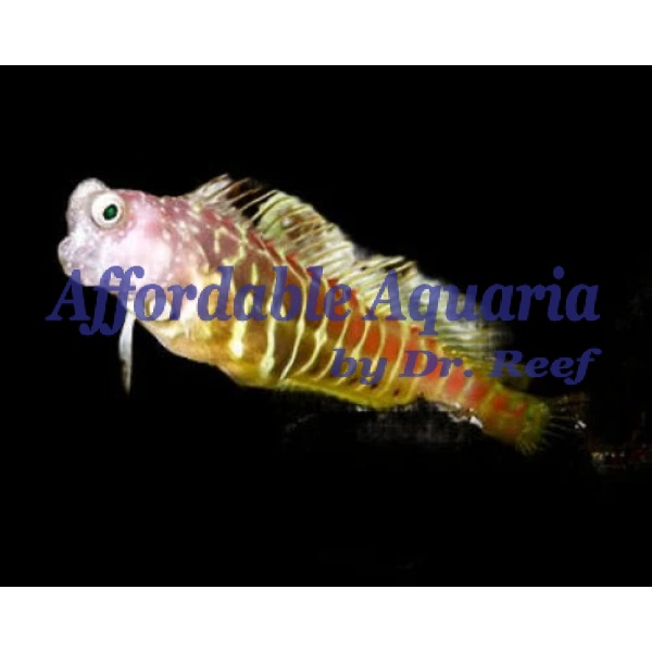 Golden Tiger Blenny - Image 1