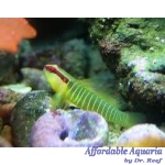 Green Banded Goby
