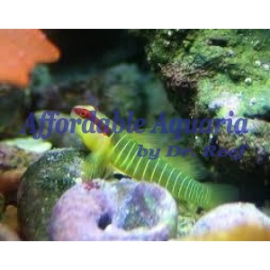Green Banded Goby
