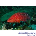 Miniatus Grouper