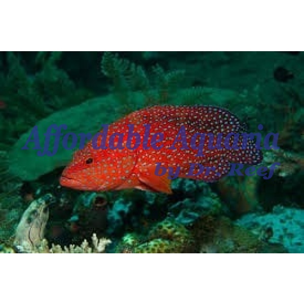 Miniatus Grouper - Image 1