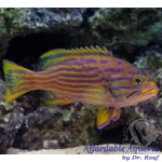 Polleni Grouper