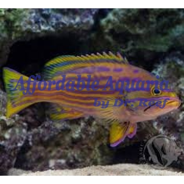 Polleni Grouper - Image 1