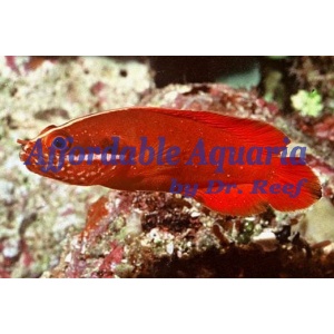 Red Soapfish