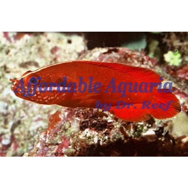 Red Soapfish - Image 1