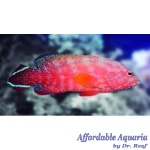 Red VTail Grouper Tail