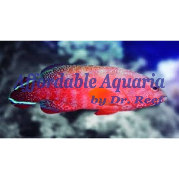 Red VTail Grouper Tail - Image 1
