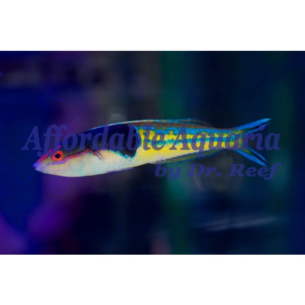 Royal Pencil Wrasse - Image 1