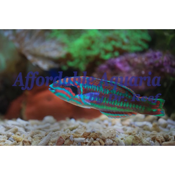 Xmas Green Wrasse - Image 1