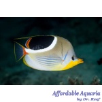 Saddleback Butterfly