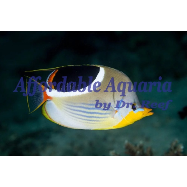 Saddleback Butterfly - Image 1
