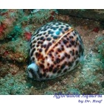 Tiger Cowrie