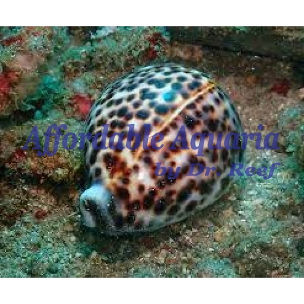 Tiger Cowrie - Image 1