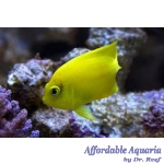 Yellow Angelfish
