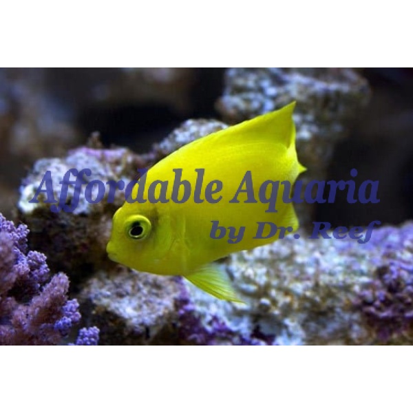 Yellow Angel - Image 1