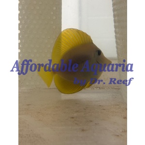 Yurple Hybrid Tang