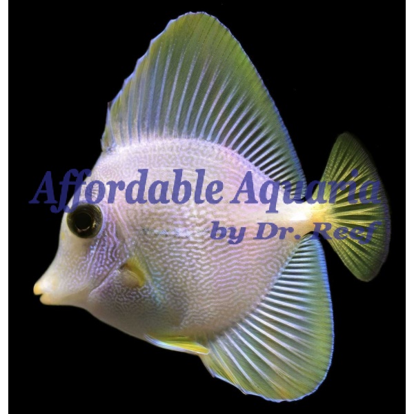 Yurple Hybrid Tang - Image 2