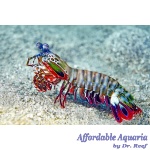 Peacock Mantis Shrimp
