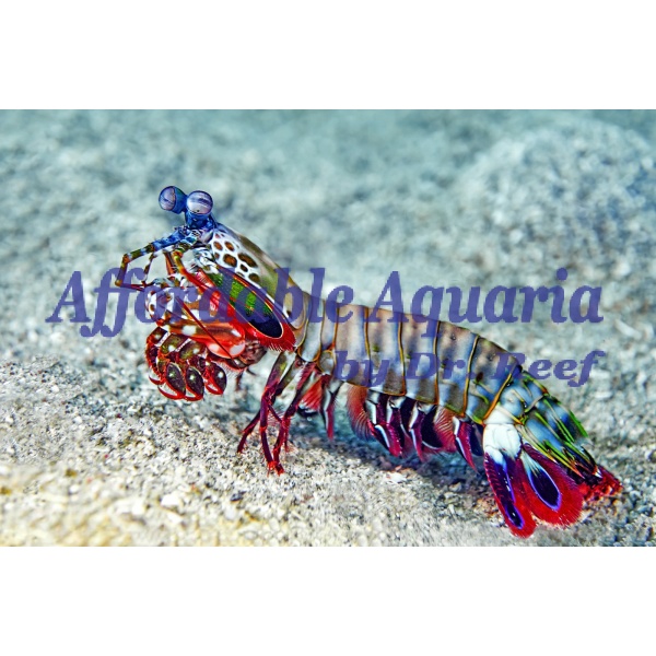 Peacock Mantis Shrimp - Image 1
