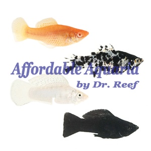 Sailfin Molly
