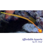 Yellow Multibanded Pipefish EXPERT ONLY