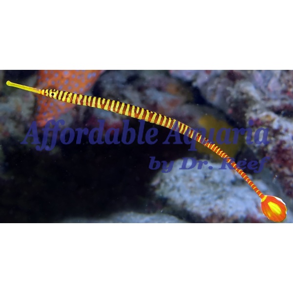 Yellow Multibanded Pipefish EXPERT ONLY - Image 1