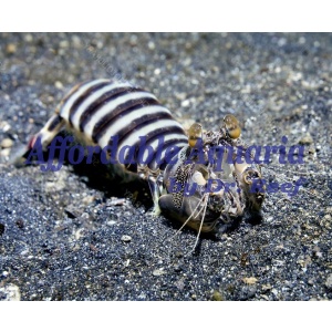 Zebra Mantis