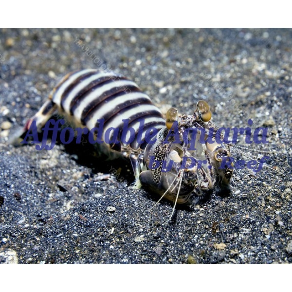 Zebra Mantis - Image 1